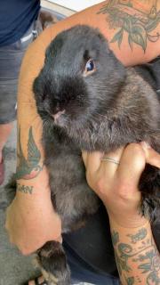 Fundtier Tier-ID 21768