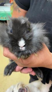 Fundtier Tier-ID 21743