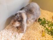 Fundtier Tier-ID 22210