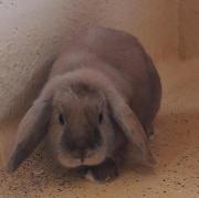 Fundtier Tier-ID 23597