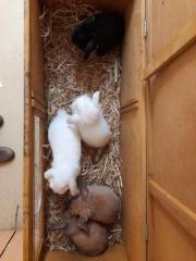 Fundtier Tier-ID 23704