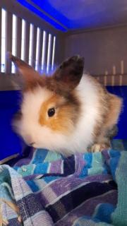 Fundtier Tier-ID 22813