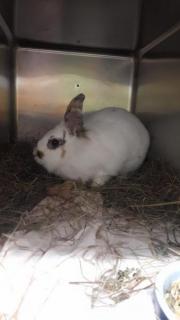 Fundtier Tier-ID 23447