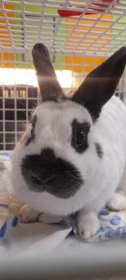 Fundtier Tier-ID 23474