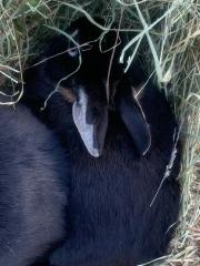 Fundtier Tier-ID 23925