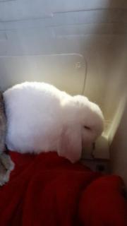 Fundtier Tier-ID 23696