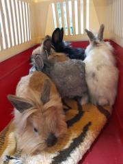 Fundtier Tier-ID 23615