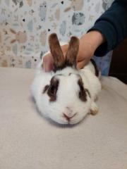 Fundtier Tier-ID 27186