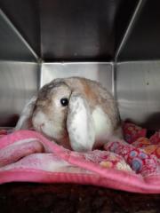 Fundtier Tier-ID 24947