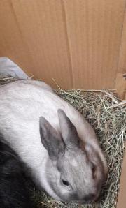 Fundtier Tier-ID 24496