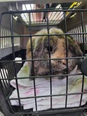 Fundtier Tier-ID 26046