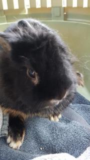 Fundtier Tier-ID 26982