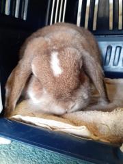 Fundtier Tier-ID 27080