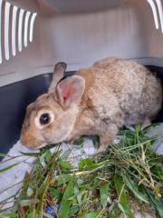 Fundtier Tier-ID 26428