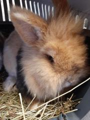 Fundtier Tier-ID 27247