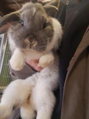 Fundtier Tier-ID 24162