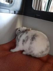 Fundtier Tier-ID 24034