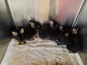 Fundtier Tier-ID 25442