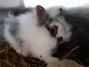 Fundtier Tier-ID 27314