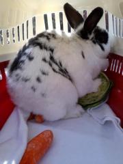 Fundtier Tier-ID 24434