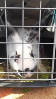 Fundtier Tier-ID 25686