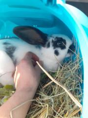 Fundtier Tier-ID 25688