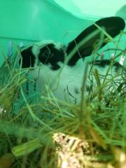 Fundtier Tier-ID 25677