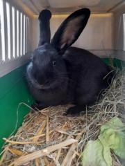 Fundtier Tier-ID 25678