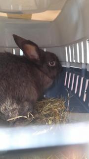 Fundtier Tier-ID 25679