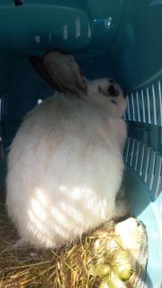 Fundtier Tier-ID 25682