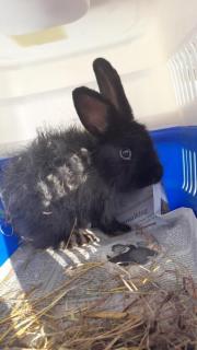 Fundtier Tier-ID 25683