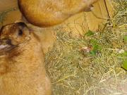 Fundtier Tier-ID 25815