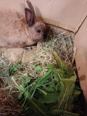 Fundtier Tier-ID 25814