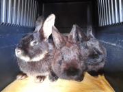 Fundtier Tier-ID 25011