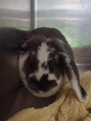 Fundtier Tier-ID 25799