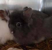 Fundtier Tier-ID 27315