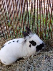 Fundtier Tier-ID 25607