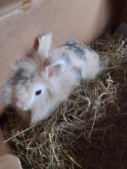 Fundtier Tier-ID 24948