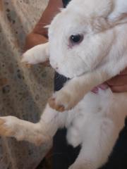 Fundtier Tier-ID 26172