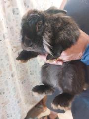 Fundtier Tier-ID 26173