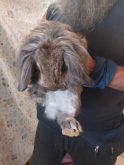 Fundtier Tier-ID 26174