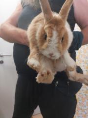 Fundtier Tier-ID 26177