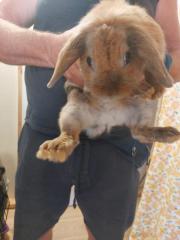 Fundtier Tier-ID 26178