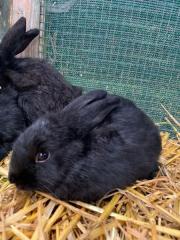 Fundtier Tier-ID 26935