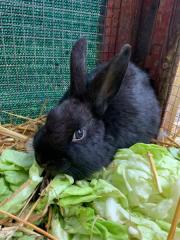 Fundtier Tier-ID 26936