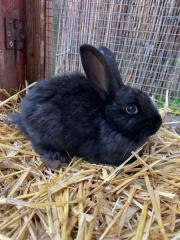 Fundtier Tier-ID 26937