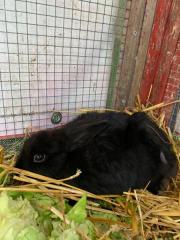 Fundtier Tier-ID 26940