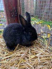 Fundtier Tier-ID 26941