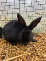 Fundtier Tier-ID 26945