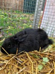 Fundtier Tier-ID 26946